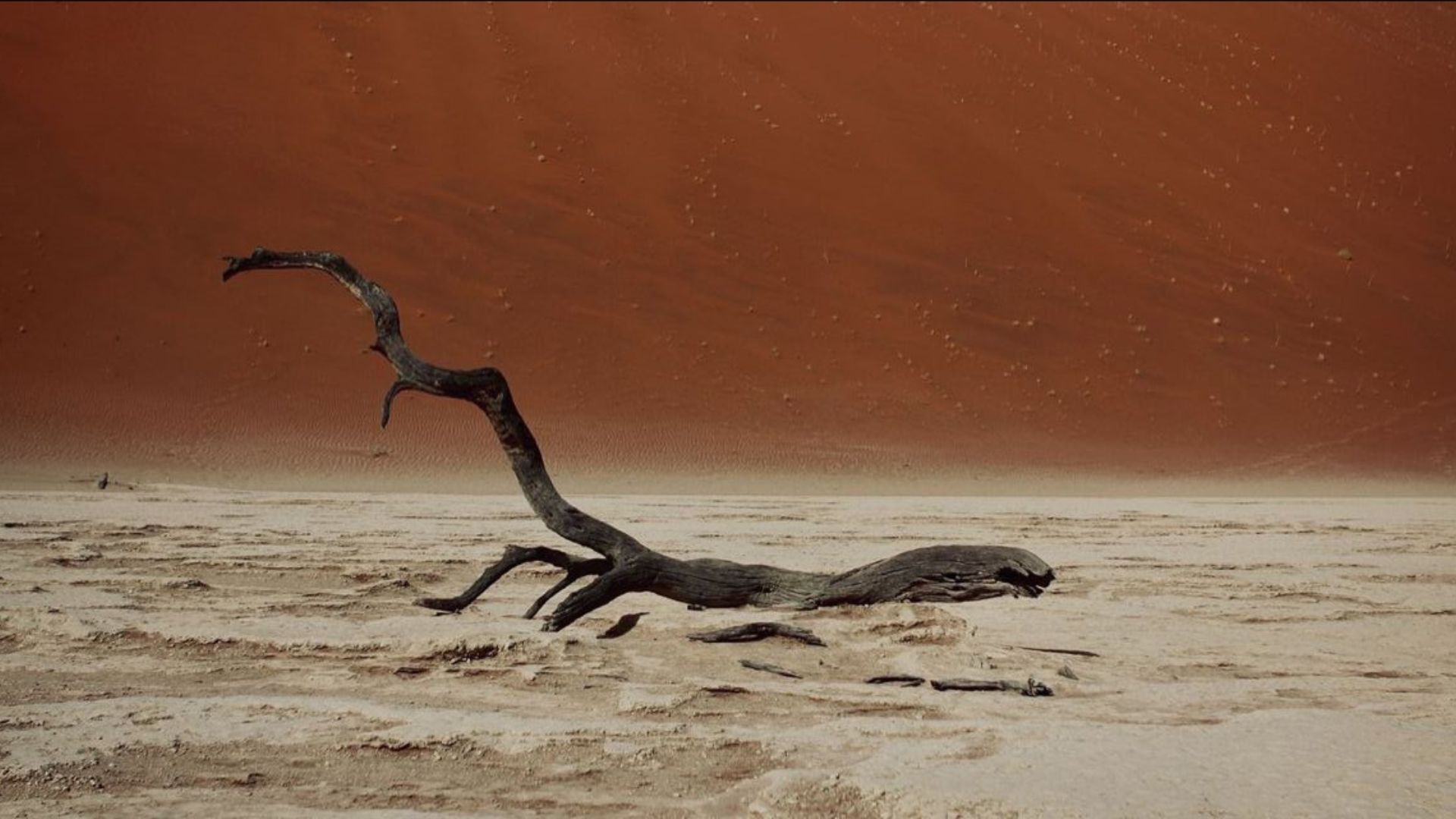 A weathered branch on desert sand