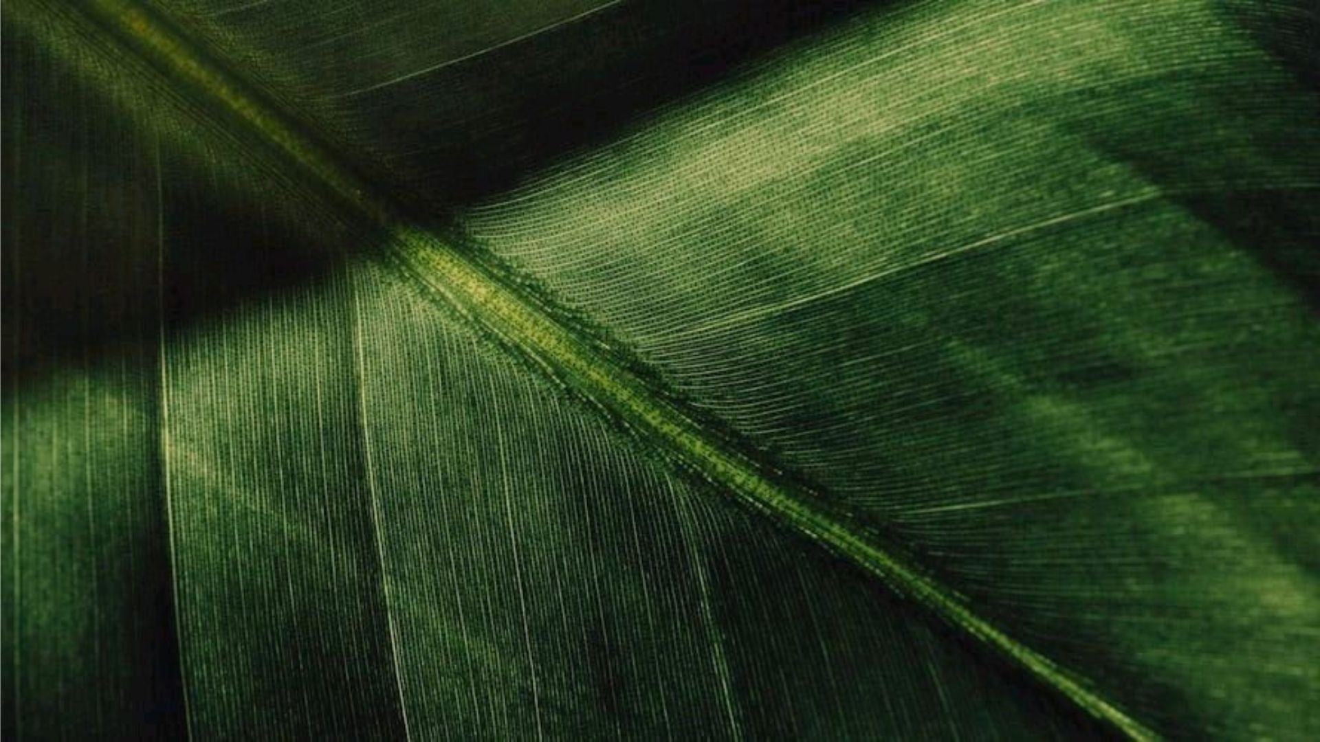 Light across a green leaf