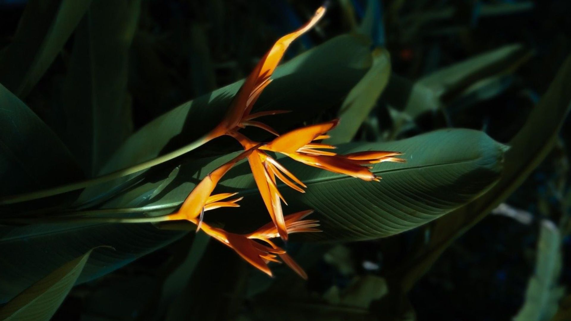 Bird of paradise flower