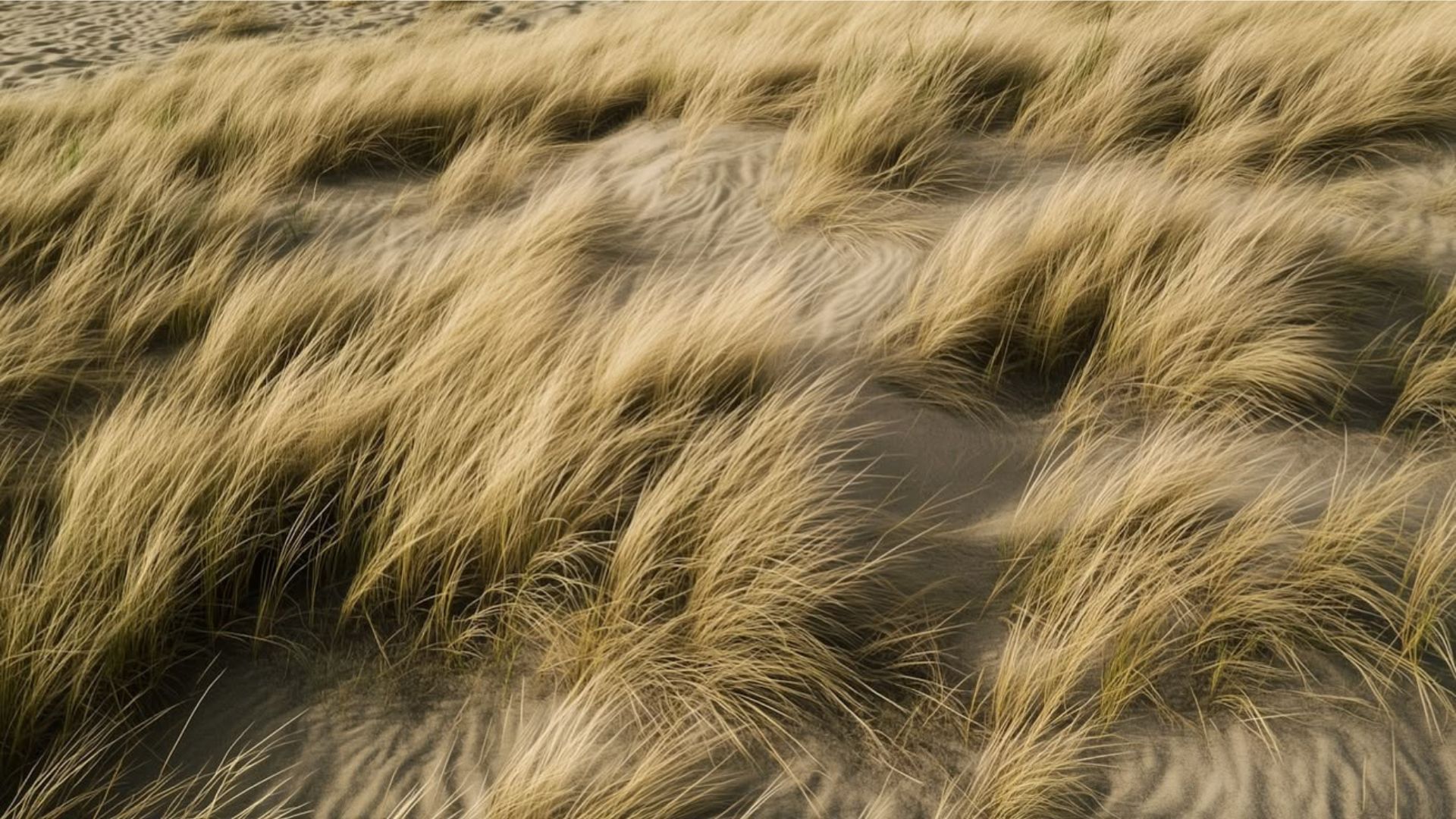 Wind through coastal dune grass