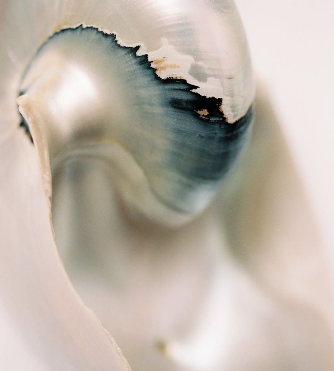 Mother-of-pearl shell detail