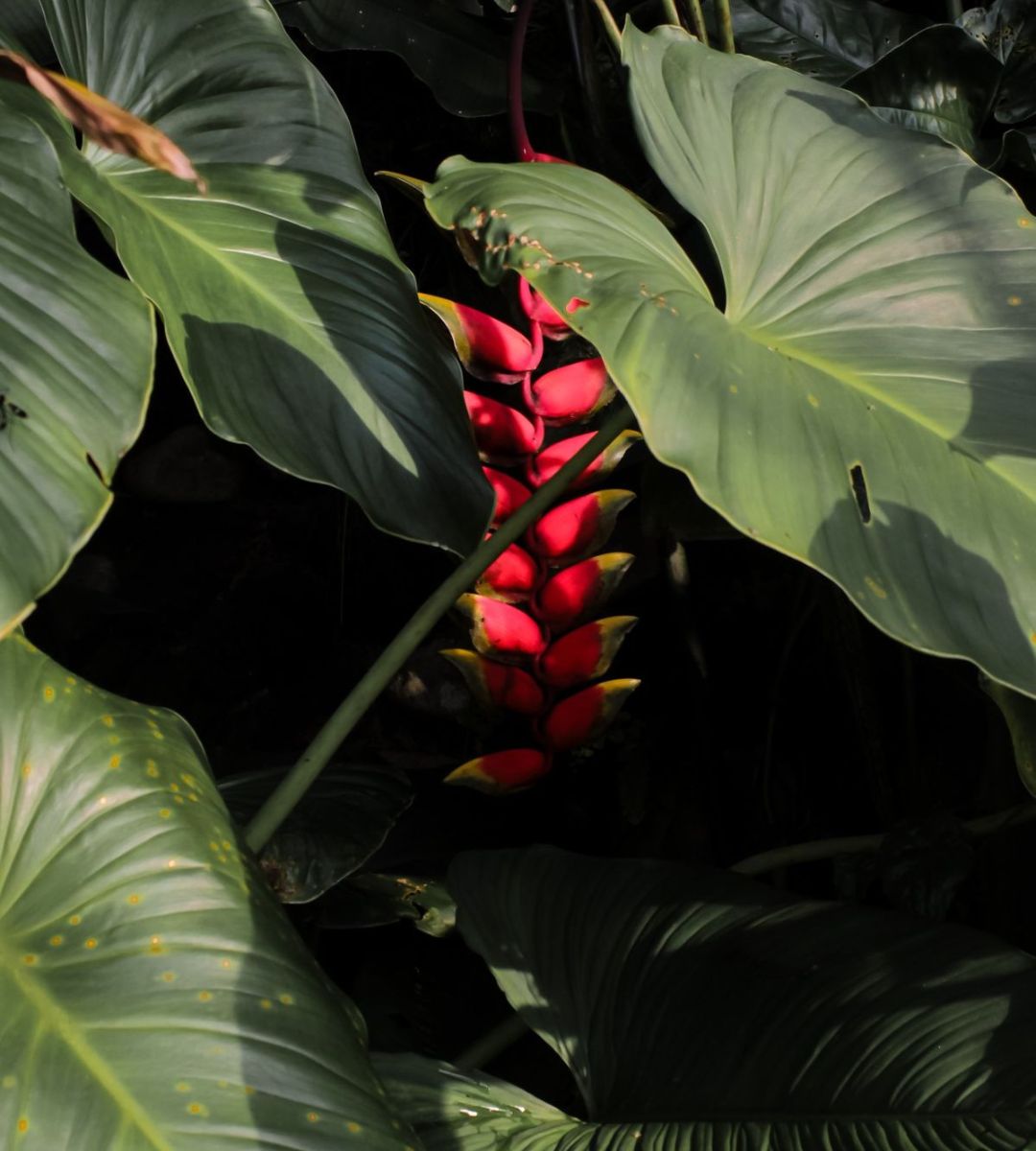 A tropical heliconia flower