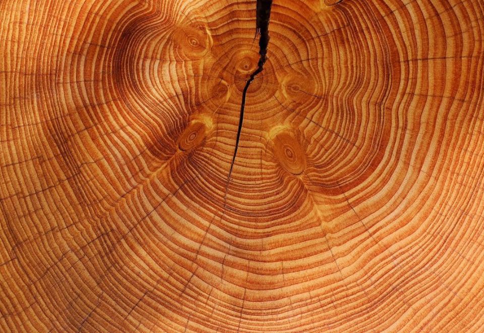 Concentric rings of wood